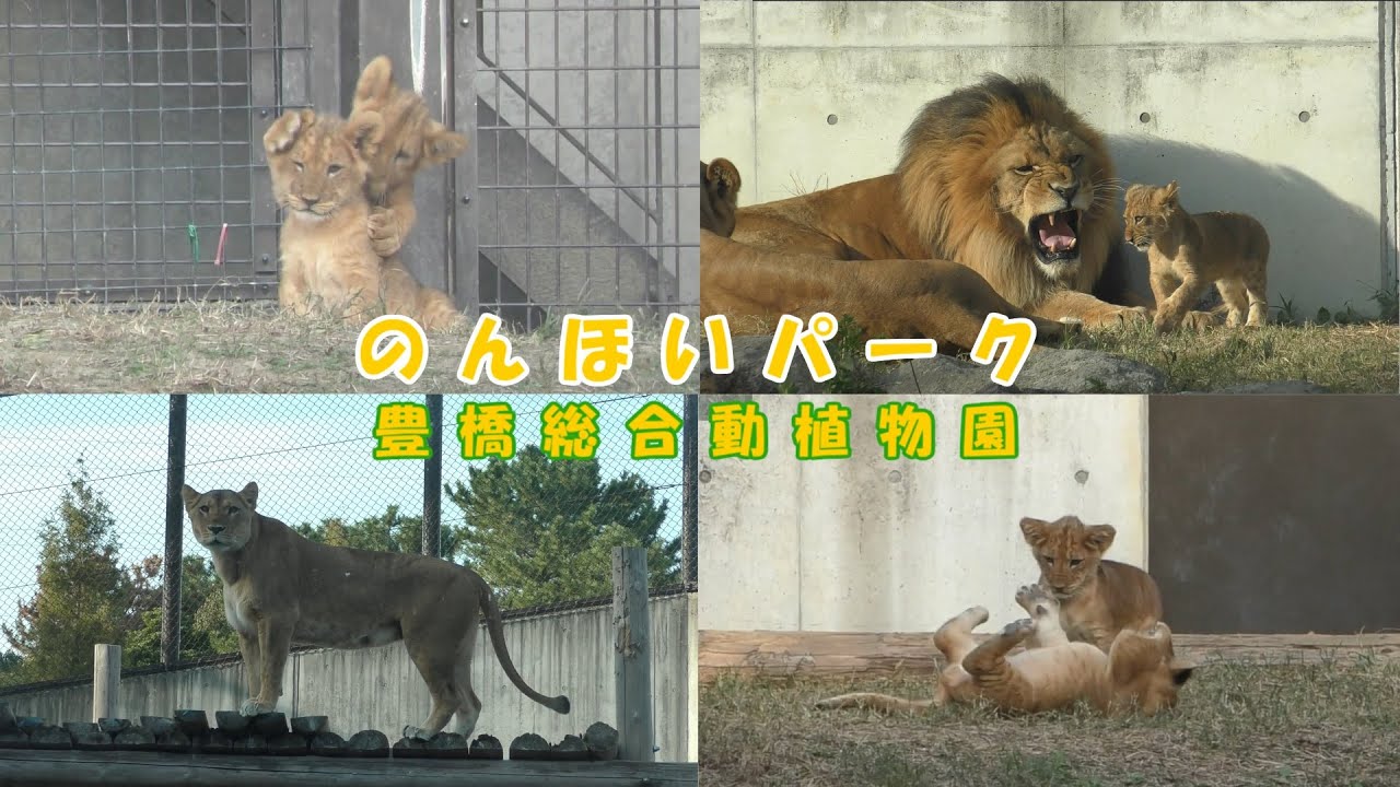 しばライオンページ のんほいパーク】 元気いっぱい!! 駆け回りじゃれあう子ライオン