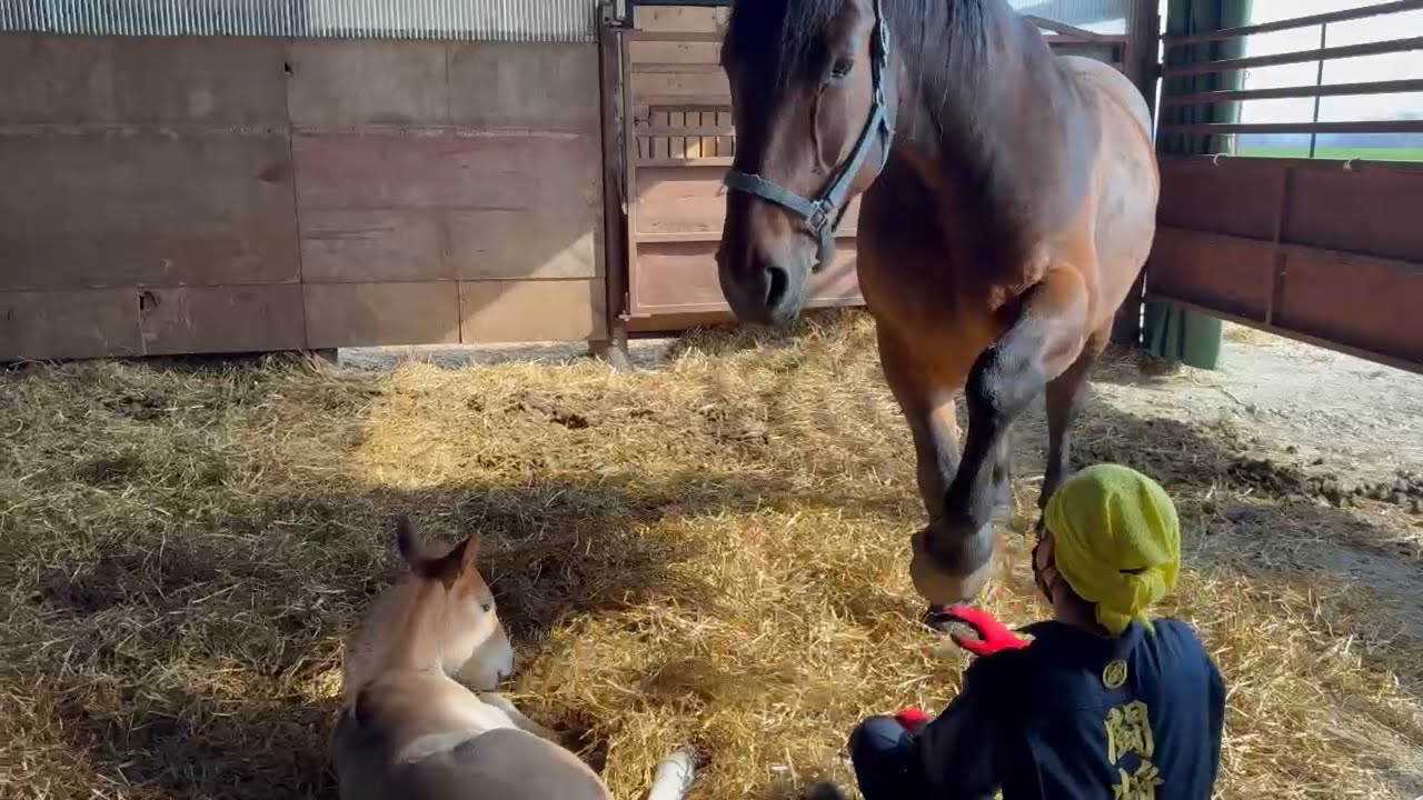 【ばんえい】仔馬と仲良くなろうとしたらプレシャスに怒られた
