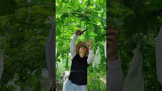 Why do people in China eat bitter gourd like this? #karela