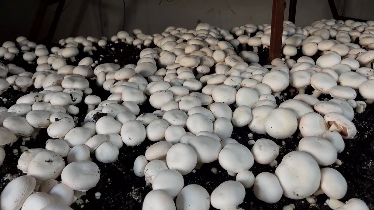 مهجر من الغوطة الشرقية ينقل زراعة الفطر المنزلي إلى عفرين