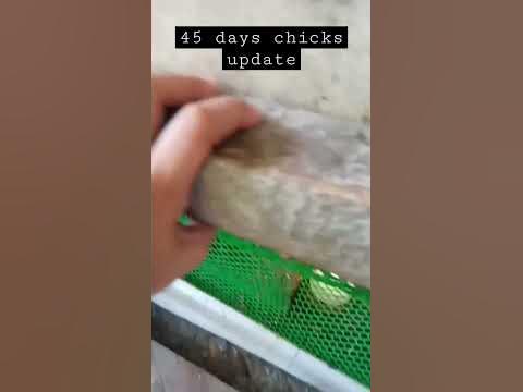 45 days chicks update - YouTube