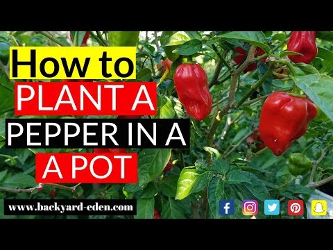 Video: Pasilla Bajio Information: Paano Magtanim ng Pasilla Peppers Sa Hardin