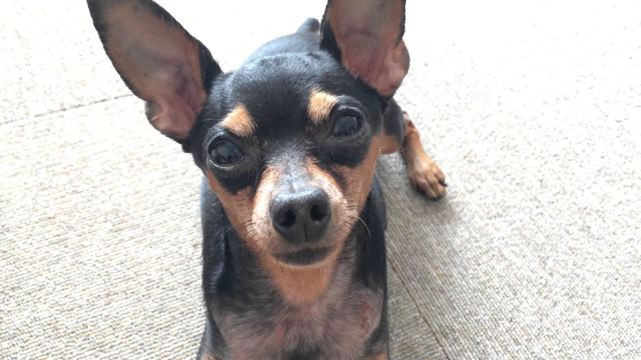 俺のオモチャ取るんじゃねー 可愛いミニチュアピンシャー Minipin Fan Life Youtube