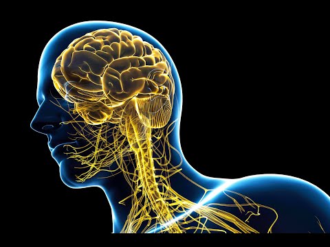 A-Level PE. The Neuromuscular System.
