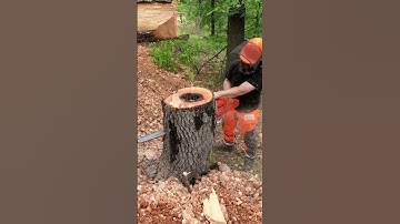 Hickory Hole Buck - Echo CS-620PW  #shorts