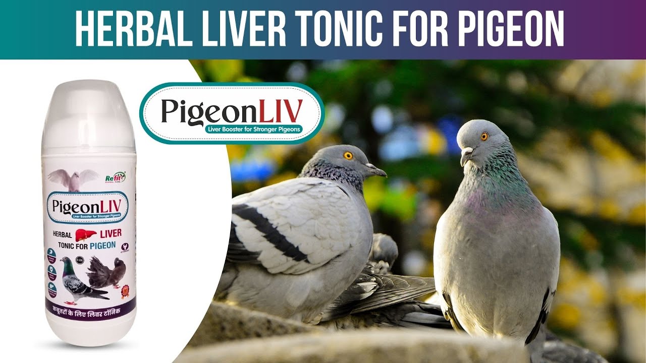 PigeonLiv - Herbal Liver Tonic For Pigeon