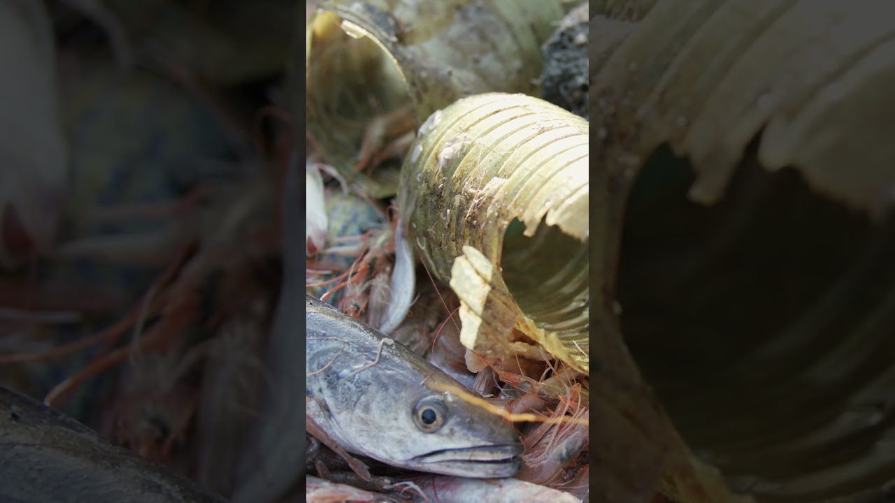 "Fishing For Litter" a film by Sotiris Danezis 🎥