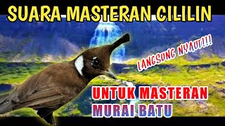 SUARA MASTERAN CILILIN \u0026 GEMERCIK AIR UNTUK MURAI BATU | RELAKSASI MURAI BATU