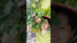 quê nhà Vĩnh Long cây trái xum xuê #bolero #thinhhanh #phunu #nhactrutinh #mientay #cuocsong