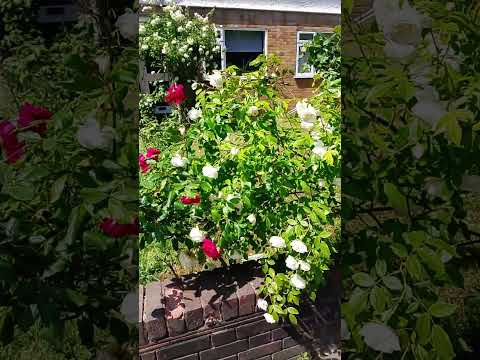 Flower view in London |London Temperature Hot Summer weather