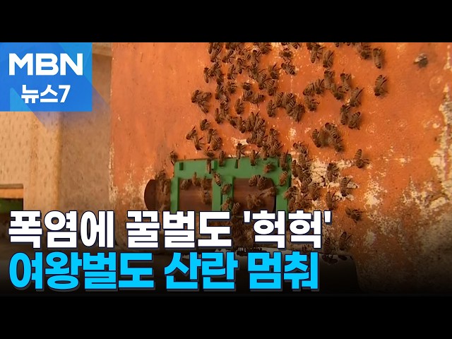 불볕 더위에 꿀벌도 '헉헉'…양봉 농가 비상  [MBN 뉴스7]