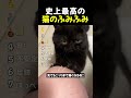 史上最高の 猫のふみふみ TOP7