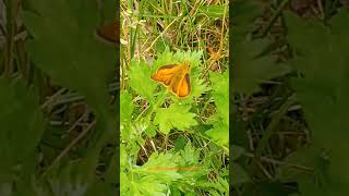 Animals Beetle Insects #animals #animal #animalshorts #insects #insect #insectos