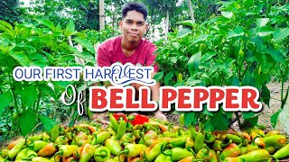 Ang Unang Harvest Namin Ng Atsal | Bell Pepper Farming