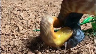 Feeding my woma python ￼ Wealth