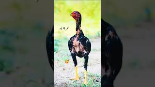 aseel murga #rooster #shorts