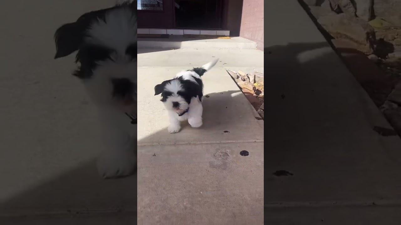 Festive paws: holiday cheer with puppies 