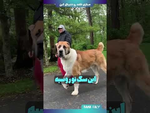 برای نگه داشتن این سگ ها نیاز به مجوزداری