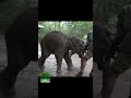 The mouth of the baby elephant was seriously injured | 子象の口は重傷を負った