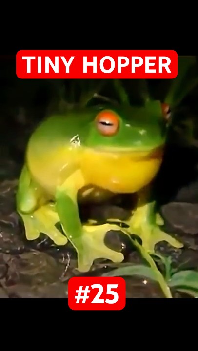 African Tree Toad 🐸 Tiny Frog with an Amazing Leap! | A - Z Animals ...