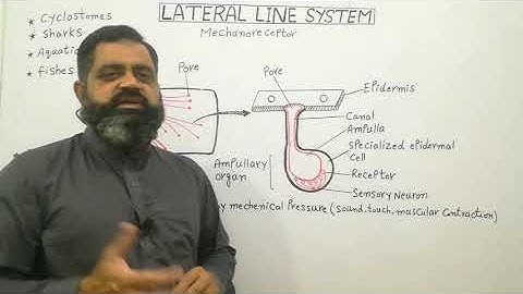 Lateral Line System English medium @prof.masoodfuzail| Mechanoreceptors in Fish |