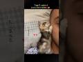 Top 5 Cutest Cats Ever 😻✨ | You Won’t Stop Smiling!