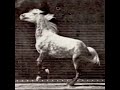 Horse Bucking (1887) Eadweard Muybridge