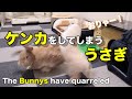 うさぎ同士のケンカをしてしまうネザーランドのうさぎさん　#054