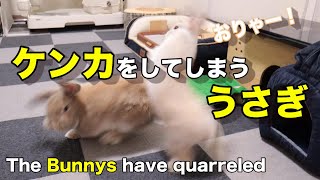 うさぎ同士のケンカをしてしまうネザーランドのうさぎさん　#054