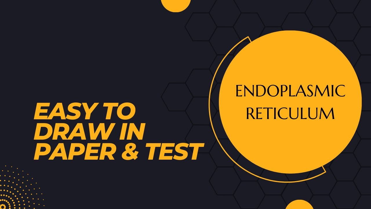 Easy Draw Endoplasmic reticulum - YouTube