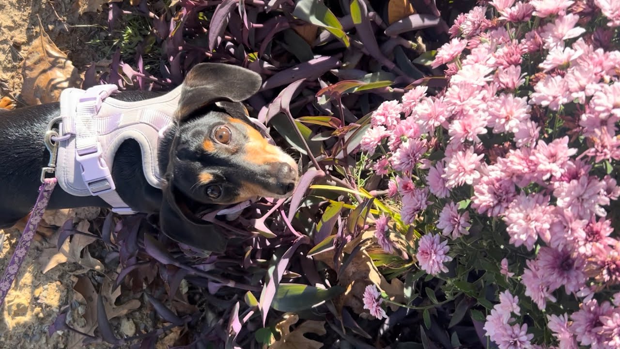 Little Weenie lots to do! | Miniature dachsund