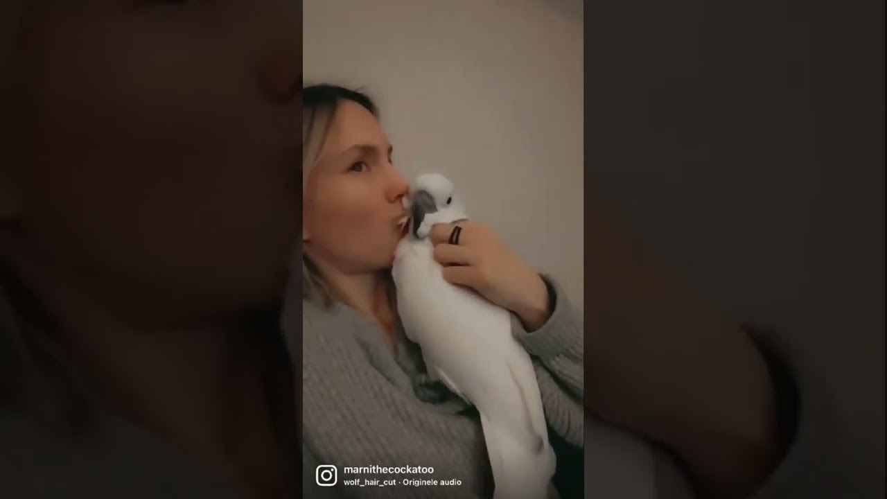 Cockatoos are evil monsters.. Or not?