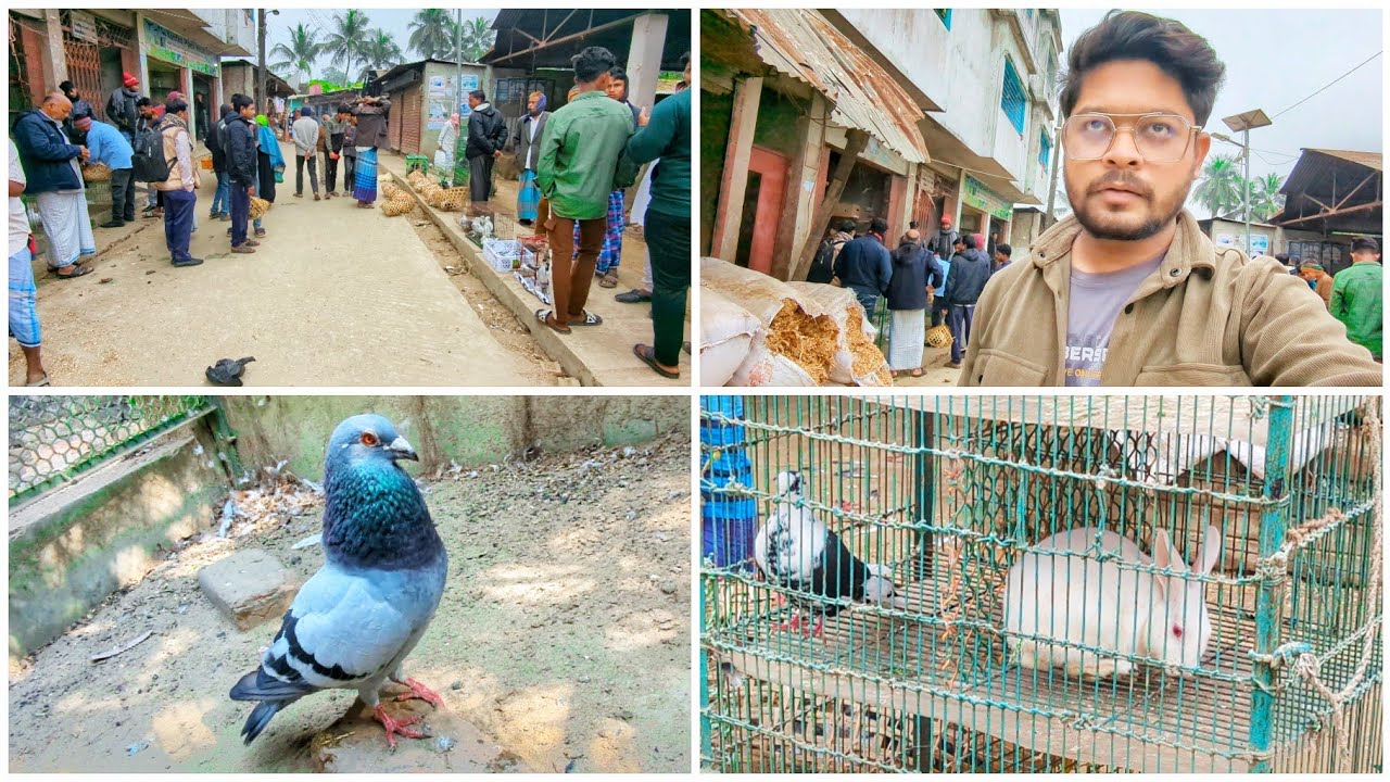 কবুতর বাজারে আজকে ঠান্ডা নেমেছে অনেক 🥶