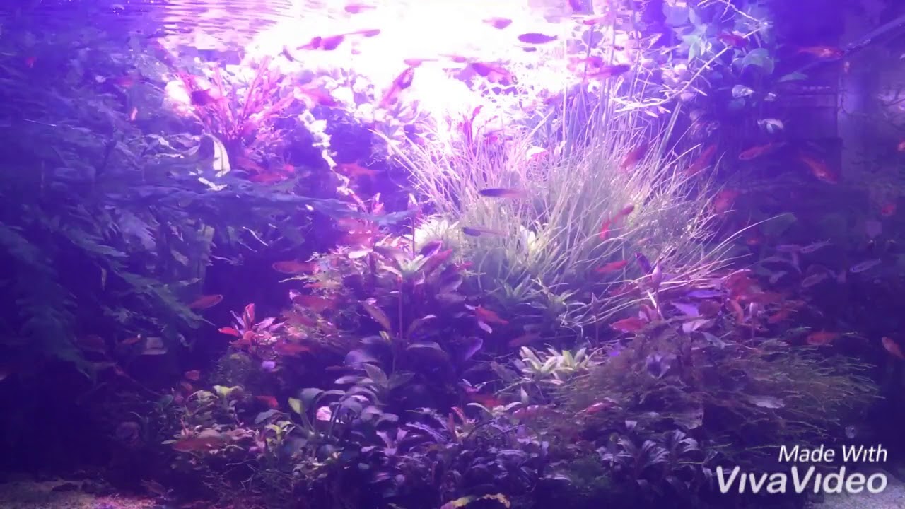 Aquascape minimalist “Fish Island” play with Bucephalandra and many low