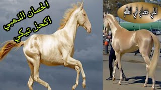 الحصان الذهبي _ خيل اكحل تيكي _ أجمل خيل في العالم _أغلي حصان بالعالم