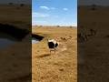 The ostrich escaped, and the lion was bitten by a crocodile.