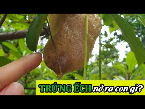 Video Cận cảnh Trứng Ếch nở ra con, ăn được không? | Kỳ Hóm... - youtube