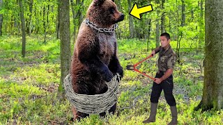 Crying Bear Begs Hunter To Remove The Snare. But He Did Something Shocking!