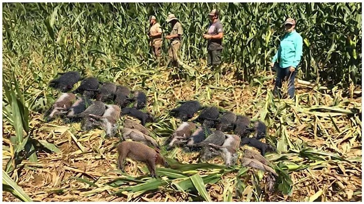 How Do Farmers And Hunters Deal With Millions Of Wild Boars, Goats, and Camels? Invasive Species