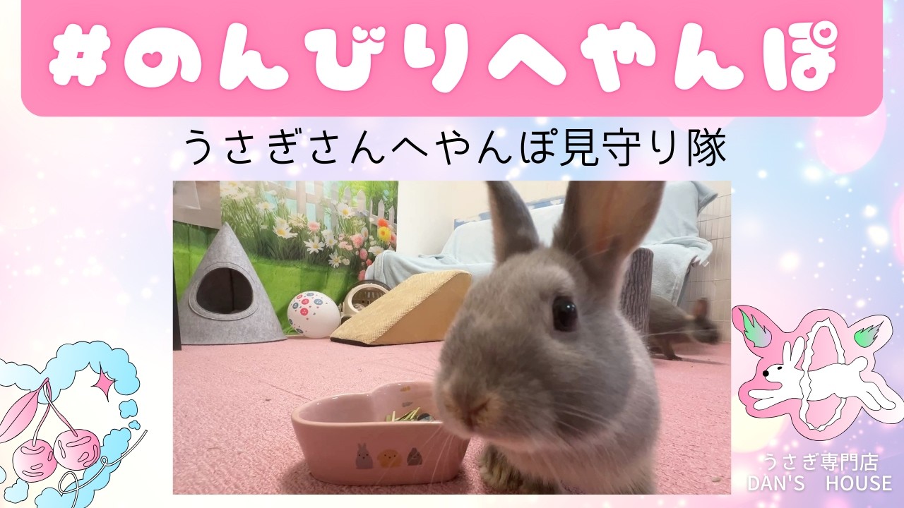 へやんぽ見守り動画】ほっこり生後2ヶ月半ネザー三姉妹だよ - YouTube