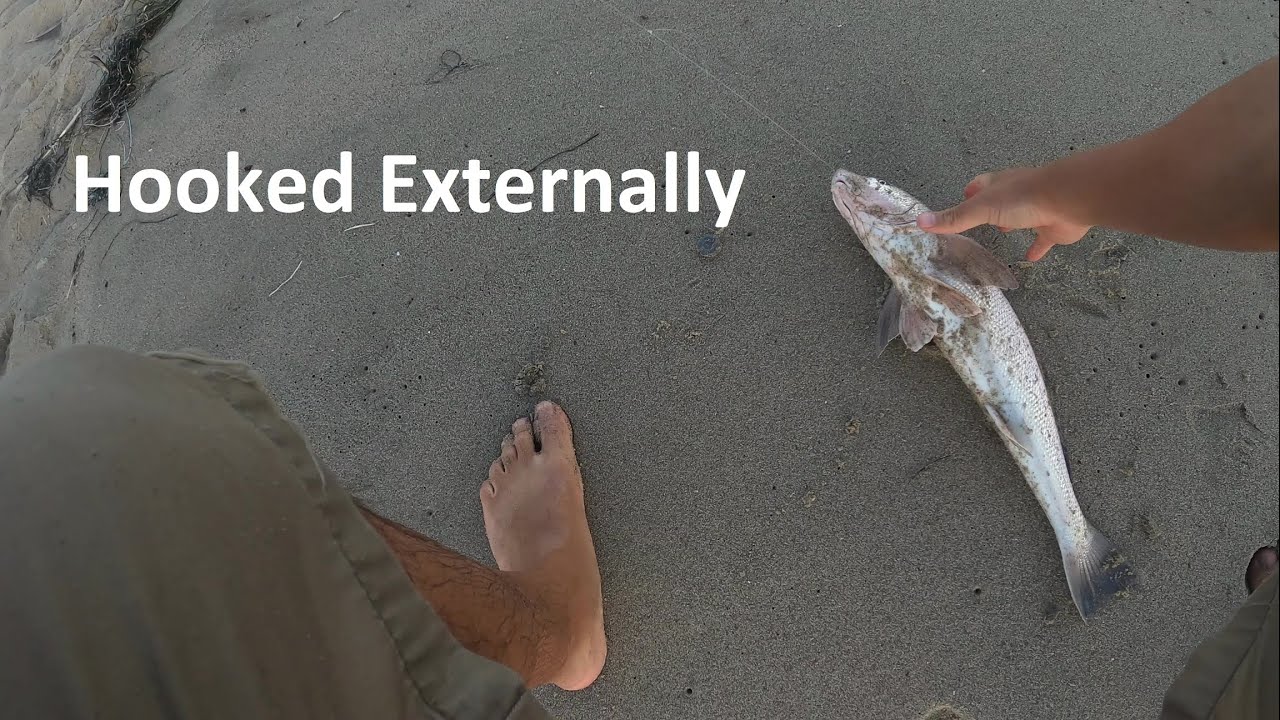 Corbina Foul Hook Surf Fishing Santa Monica Ep. 3 YouTube