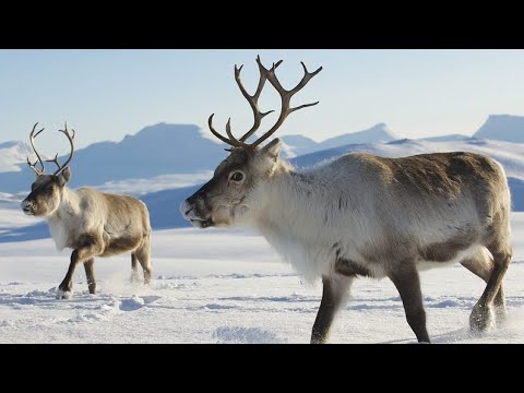 Vidéo: Les animaux à sang chaud aiment-ils le froid ?