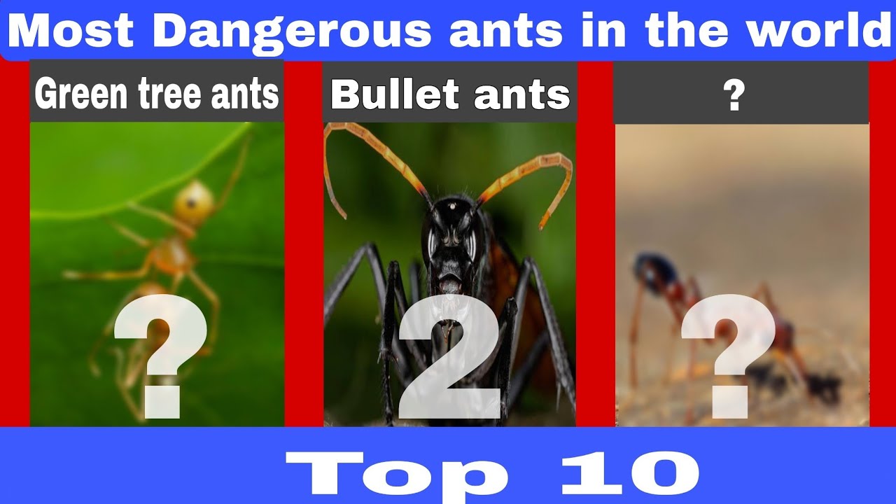 Top 10 most Dangerous ants in the world🌍😱🌎🌏🤯😨|dangerous antsMay be one