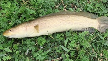 Máy Kích Cơ Kích Cá Nước Trắng, Cá Diếc, Cá Rô Phi