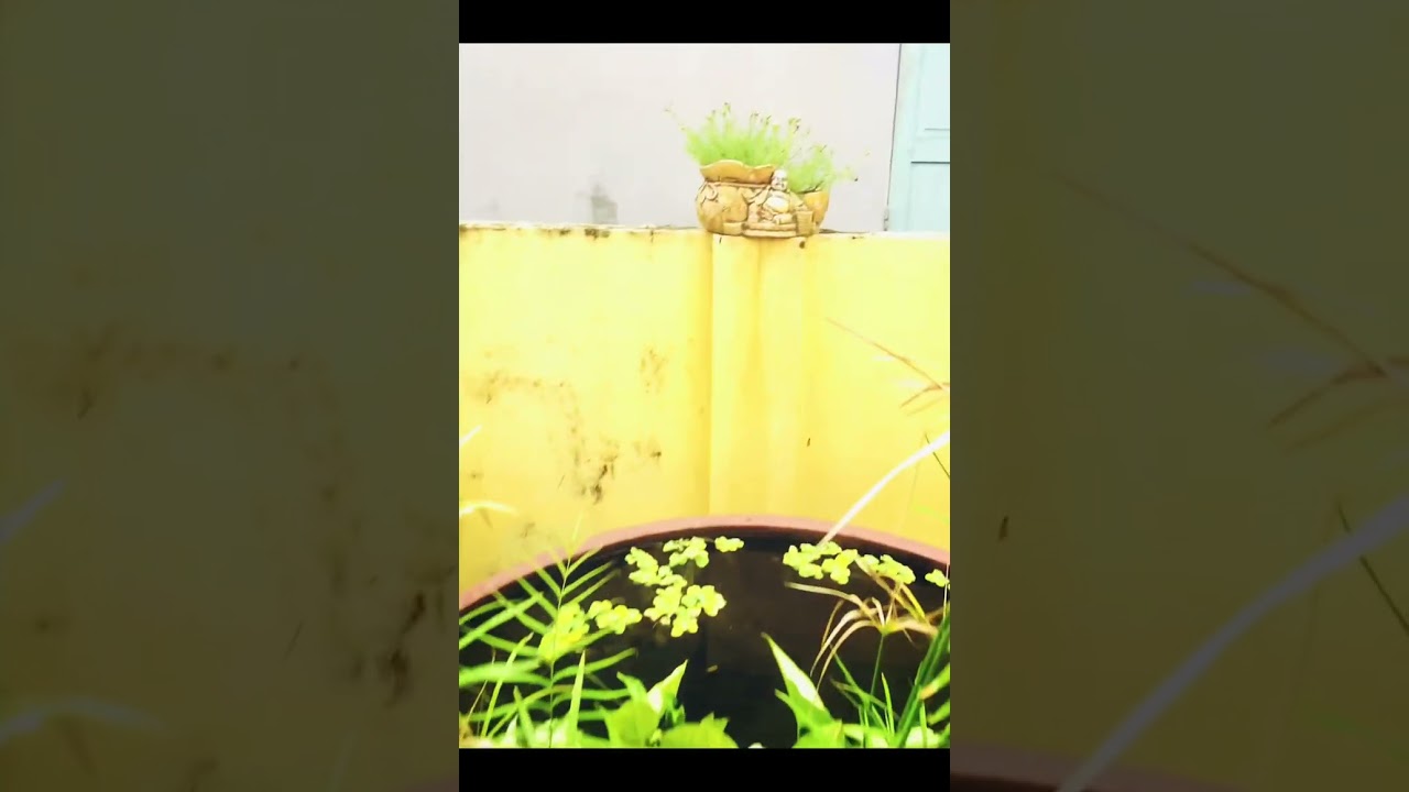 Welcome to Bentony Vu Home in Hoian 🤗