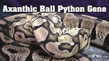 All about Axanthic ball pythons!  Multiple adult combos, with pastel, spider, etc!  the BEST gene!!