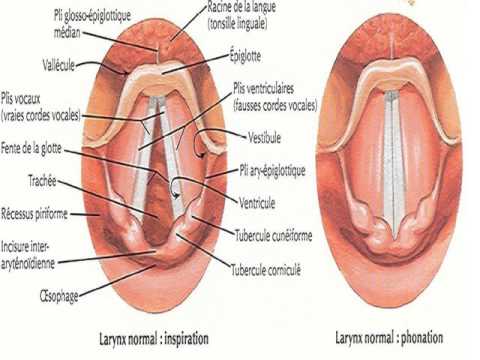 ORL Anatomie du larynx et du pharynx