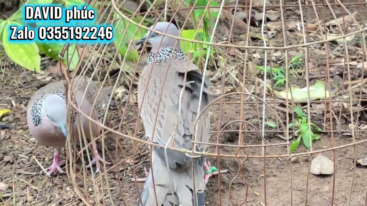 Thổ pha bầu trùm avi chất giọng hay . Nết chim dữ  bản lĩnh của chim đầu đàn.Anh em chơi mồi alo em