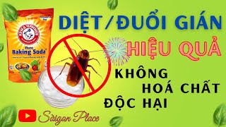 Cách ĐUỔI Gián rất hiệu quả - không hoá chất độc hại - @SaigonPlace