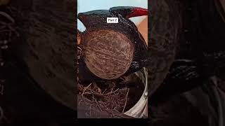 The easy way to make a coconut bonsai Part 2 #bonsaikelapa #bonsaikelapa #shortvideo